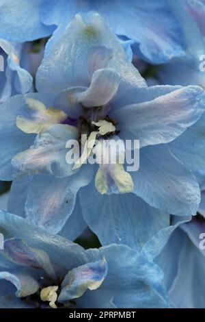 Fleurs de delphinium bleues en gros plan macro Banque D'Images