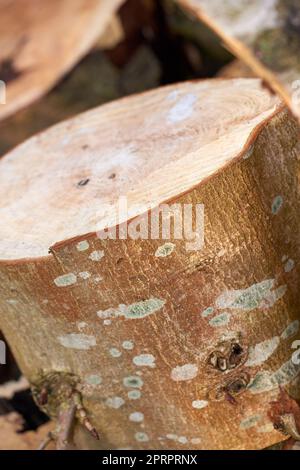 Bois récolté. Bois nouvellement récolté - prêt à l'emploi comme bois de chauffage. Banque D'Images