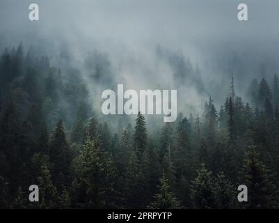 Fond de forêt de sapins brumeux illuminé. Scène paisible et moody avec des nuages de brume se déplaçant au-dessus des conifères. Paysage naturel avec bois de pin sur les collines de montagne couvertes de brume Banque D'Images