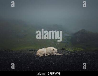 Scène sombre et silencieuse avec un chien blanc, semblable à un loup qui dorme à l'extérieur sur le sommet de la montagne Transfagarasan. Grand chien de berger en roumanie Carpates, se reposant près des collines brumeuses Banque D'Images