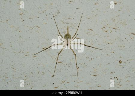 Arbre Trunk Spider, famille Hersiliidae, Klungkung, Bali, Indonésie Banque D'Images