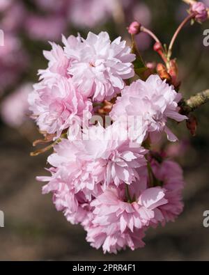 Kiku-Shidare-Sakura (Prunus serrulata) Banque D'Images