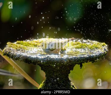 Le silvereye / tauhou se baigner dans un bain d'oiseau de jardin - également connu sous le nom de cirier, ou parfois œil blanc - est une petite et amicale forêt vert olive b Banque D'Images