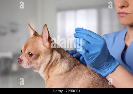 Vétérinaire tenant l'aiguille d'acupuncture près du cou du chien en clinique, gros plan Banque D'Images