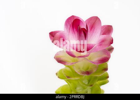 Vue rapprochée de la fleur verte et rouge violet de curcuma aromatica ou de curcuma sauvage isolée sur fond blanc Banque D'Images