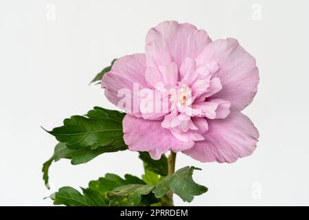 Vue rapprochée de la fleur rouge et rose délicate double de l'hibiscus syriacus aka arbuste althea ou de la malow rose isolée sur fond blanc Banque D'Images