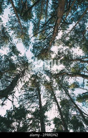 Le tronc de pin photographié par le dessous avec un fond de feuilles et de ciel défocused. Banque D'Images