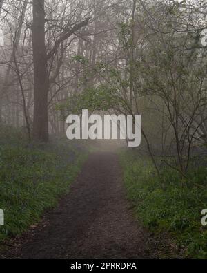 West Bergholt, Essex, forêt le matin d'une brumeuse. Arbres et cloches dans un brouillard. Banque D'Images