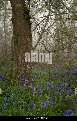 West Bergholt, Essex, forêt le matin d'une brumeuse. Arbres et cloches dans un brouillard. Banque D'Images