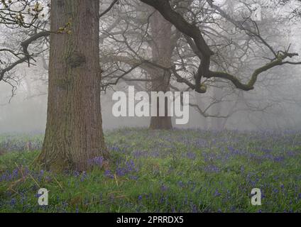 West Bergholt, Essex, forêt le matin d'une brumeuse. Arbres et cloches dans un brouillard. Banque D'Images