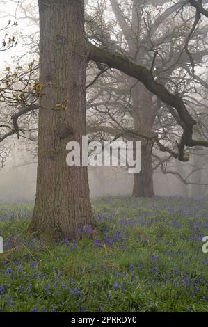 West Bergholt, Essex, forêt le matin d'une brumeuse. Arbres et cloches dans un brouillard. Banque D'Images