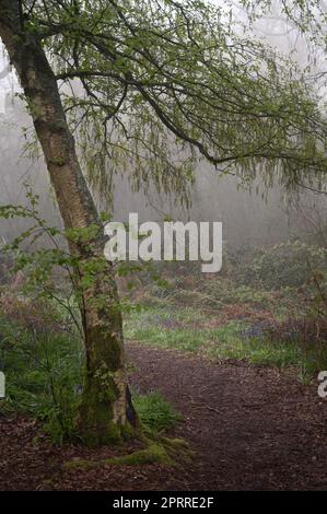 West Bergholt, Essex, forêt le matin d'une brumeuse. Arbres et cloches dans un brouillard. Banque D'Images