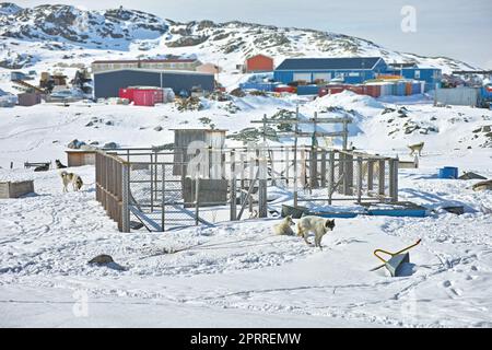 Chiens de traîneau dans la ville d'Ilulissat - Groenland. Chien de traîneau - 7000 chiens de traîneau dans la ville d'Ilulissat, ville avec une population de 4500 habitants, Groenland, Danemark. Le mois de mai. Banque D'Images