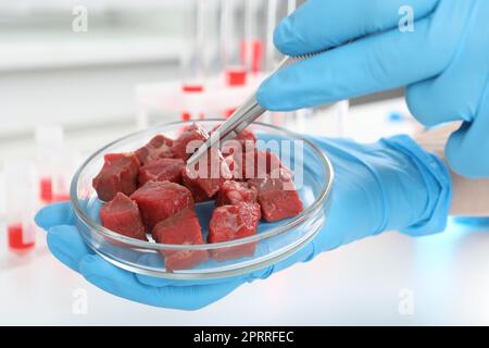 Scientifique prenant de la viande de culture crue hors de la boîte de Pétri avec des pinces en laboratoire, gros plan Banque D'Images