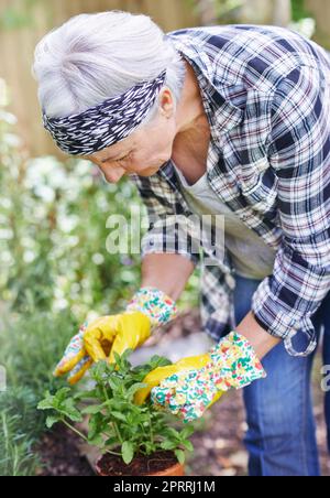 Entretenir une nouvelle vie. Une heureuse femme âgée jardinant dans son arrière-cour Banque D'Images