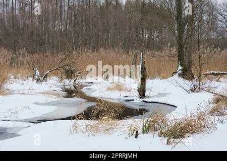 Paysage hivernal de la rivière Lesna gelée Banque D'Images