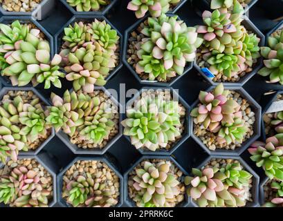 Echeveria Rose rubis, plantes succulentes cultivant dans la pépinière. Vue de dessus. Banque D'Images