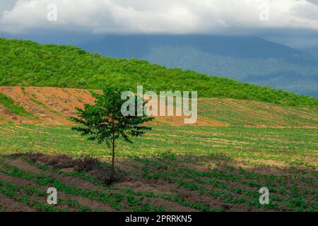 Zone agricole de plantation de caoutchouc dans le sud de la Thaïlande, caoutchouc latex, jardin d'arbre de caoutchouc Para Banque D'Images