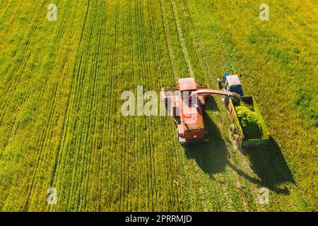 Vue aérienne du paysage rural. Moissonneuse-batteuse et tracteur travaillant ensemble dans les champs. Récolte de graines oléagineuses au printemps. Machines agricoles collectant des Rapeseeds en fleurs Canola Colza. Vue en hauteur Banque D'Images