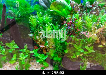 Aquarium d'eau douce tropicaux Banque D'Images