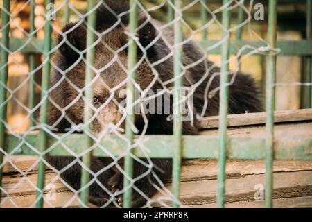 Ours russe brun eurasien européen Ursus arctos arctos in cage. Petit ours en peluche Banque D'Images