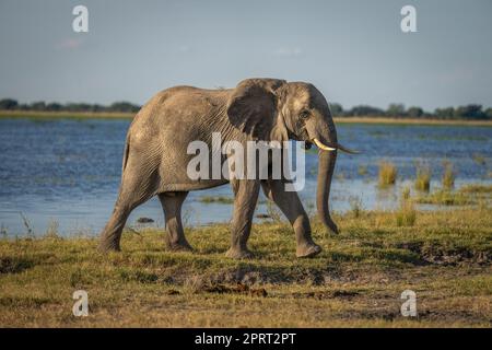 Éléphant de brousse africain marchant le long de la rive ensoleillée Banque D'Images