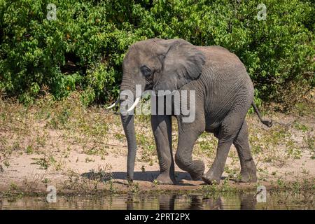 Éléphant de brousse africain marchant le long de la rive de sable Banque D'Images