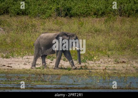 Éléphant de brousse africain marchant le long de la rivière ensoleillée Banque D'Images