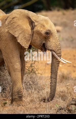 Gros plan de l'éléphant de brousse africain sur la savane Banque D'Images