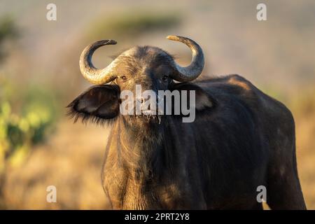 Gros plan du buffle du Cap debout sur la savane Banque D'Images