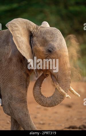 Gros plan d'un éléphant qui écourt de la poussière sur la tête Banque D'Images