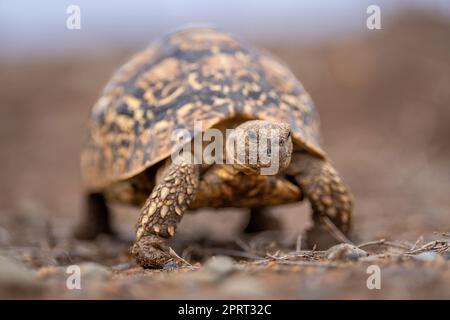 La tortue léopard traverse la savane vers l'appareil photo Banque D'Images