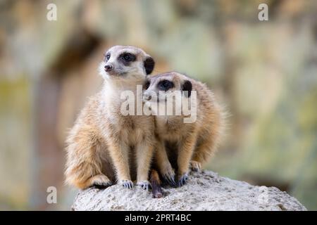 Meerkat se trouve sur le rocher et regarde autour Banque D'Images