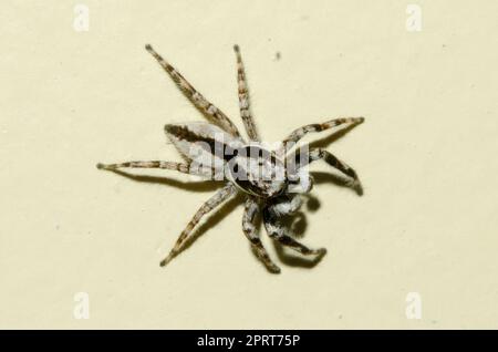 Araignée sauteuse murale grise mâle, Menemerus bivittatus, sur le mur, Klungkung, Bali, Indonésie Banque D'Images