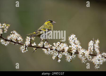 Le siskin eurasien mâle (Spinus spinus) sur la fleur de noir au printemps Banque D'Images