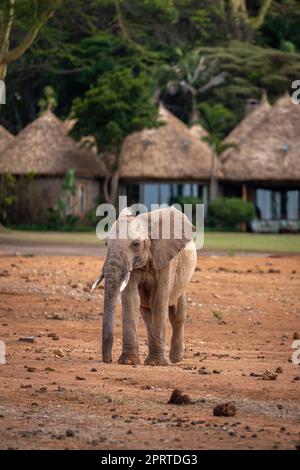 Les jeunes éléphants africains s'éloignent de la loge Banque D'Images