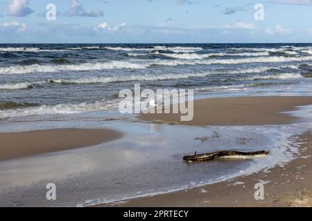 Beau paysage de bord de mer, une plage vide, l'eau mousseuse de la mer Baltique, des goélands marchant sur le sable, Wyspa Wolin, Miedzyzdroje, Pologne Banque D'Images