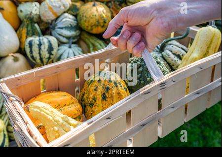 Blanc homme client tenant panier en bois achetant différents gourdes ornementales, gros plan Banque D'Images