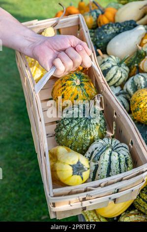 Blanc homme client tenant panier en bois achetant différents gourdes ornementales, gros plan Banque D'Images