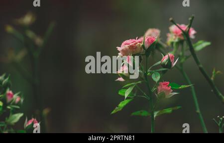 Roses en fleurs dans le jardin, gros plan Banque D'Images