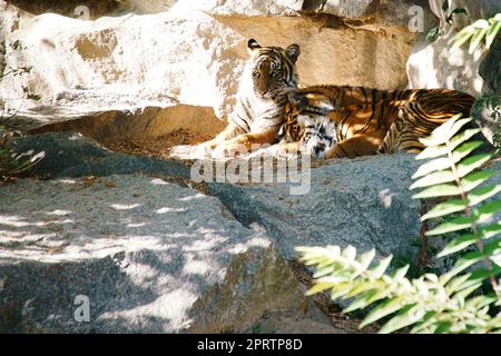 Trois petits tigres couchés au repos. Fourrure rayée des prédateurs élégants. Gros chat Banque D'Images