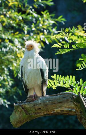 Portrait de vulve de saleté. Coiffure sauvage. Oiseau vautour assis sur une branche. Oiseau Banque D'Images