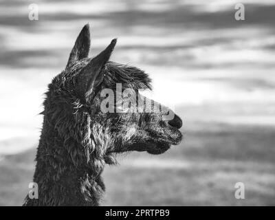 alpaga en portrait pris en noir et blanc. Mammifères intéressés et mignons. Banque D'Images