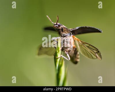Photo macro d'un coléoptère. détaillé avec beau bokeh Banque D'Images