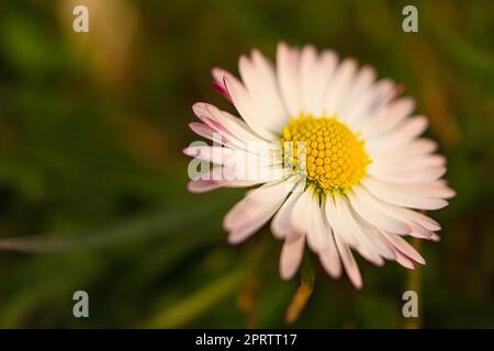 Marguerite avec beaucoup de bokeh sur un pré. Concentrez-vous sur le pollen des fleurs. Banque D'Images