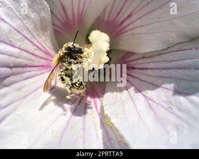 Abeille collectant le nectar sur une fleur de pissenlit macro. Banque D'Images