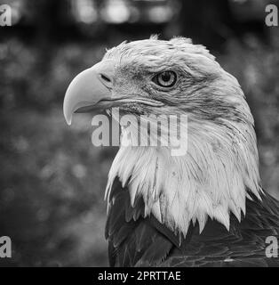 Aigle à tête blanche en portrait. L'animal héraldique des États-Unis. Oiseau de proie majestueux. Banque D'Images