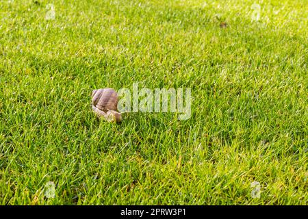 Escargot romain ou escargot de Bourgogne (Helix pomatia) rampant sur l'herbe verte au printemps Banque D'Images