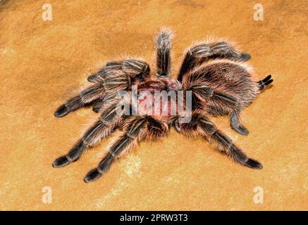 Cheveux Rose chilien Tarantula Banque D'Images