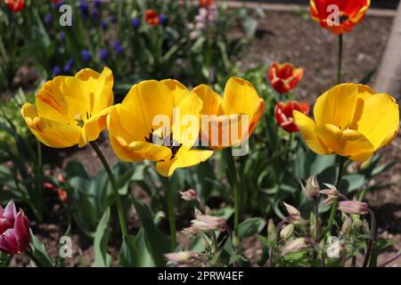 Une multitude de tulipes jaunes situées sur un jardin local Banque D'Images